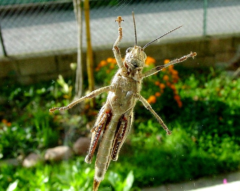 Kisella irena, Mantis religiosa, Barbitistes sp.,Tettigonia viridissima